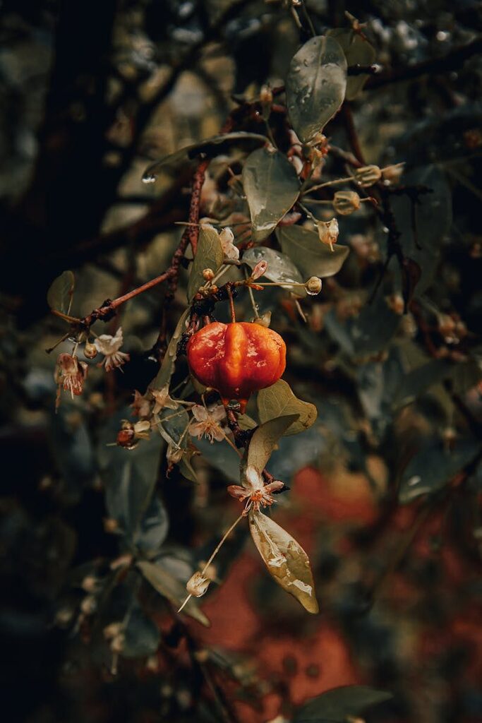 Close-up of a ripe Pitanga cherry surrounded by green leaves in a natural setting.