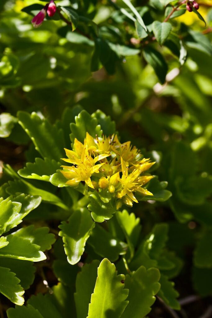 Close-up of a blooming yellow Rhodiola rosea surrounded by lush green leaves in natural sunlight.